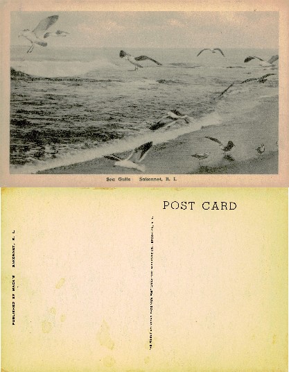 Seagulls on a beach with waves