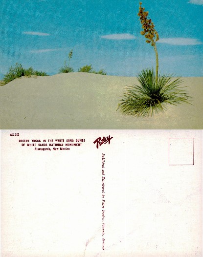 Desert Yucca in White Sand Dunes