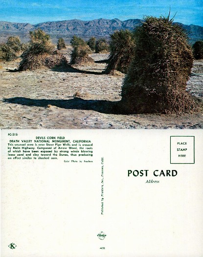 Devils Corn Field, Death Valley