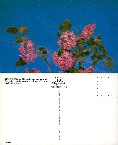 Sand Verbena Flowers Against Blue Sky