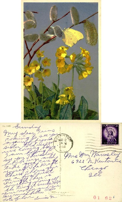 Pussy Willows, Primroses & Butterfly