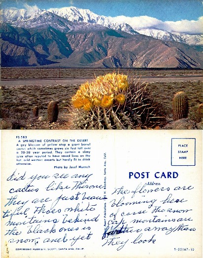Desert Cacti with Snow-Capped Mountains