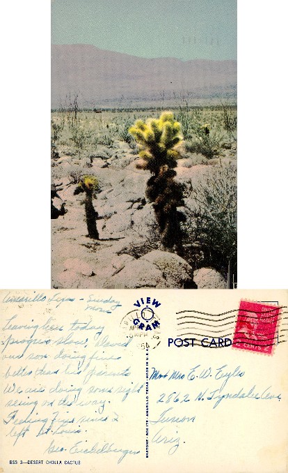Desert Cholla Cactus Landscape