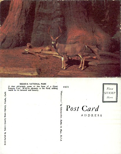 Deer by Giant Sequoia Tree