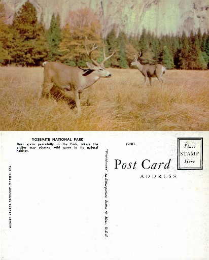 Deer Grazing in Yosemite Park