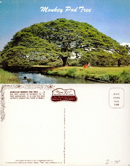 Monkey Pod Tree by a Stream