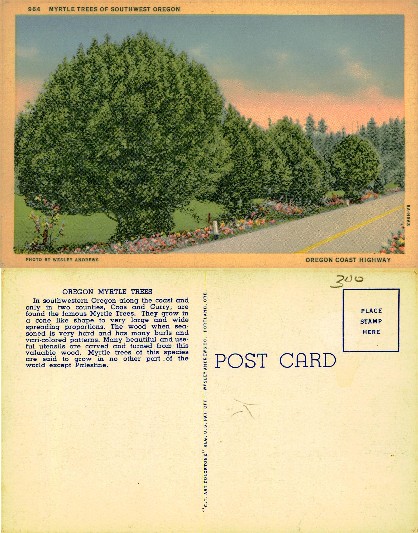 Oregon Myrtle Trees on Highway