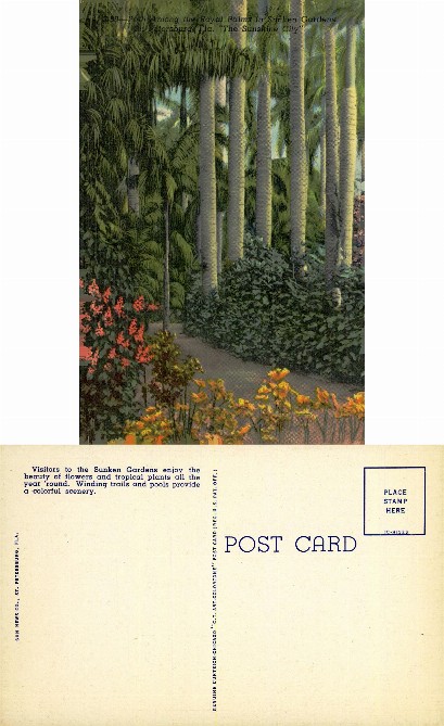 Path Among Royal Palms, Sunken Gardens