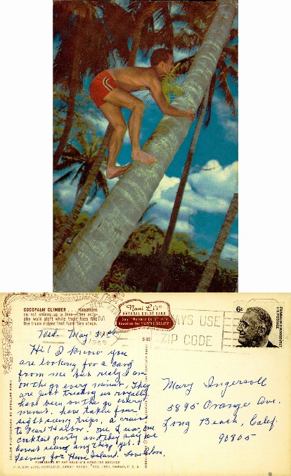 Man Climbing Coconut Palm Tree