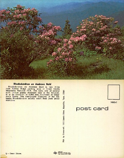 Rhododendron Flowers on Mountain
