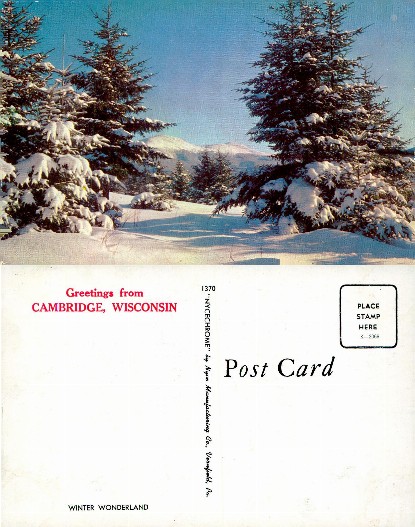 Snowy evergreen trees and mountains