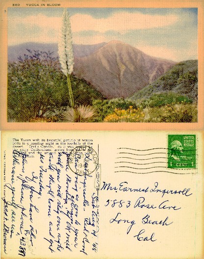 Yucca Plant in Bloom with Mountains