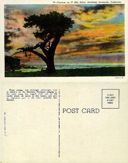 Cypress Tree at Sunset on Coast
