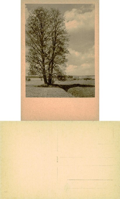 Large Tree in Rural Landscape