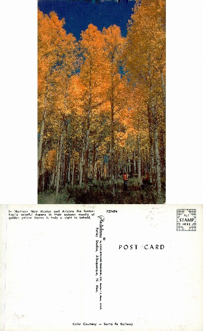 Golden Aspens in Autumn Forest