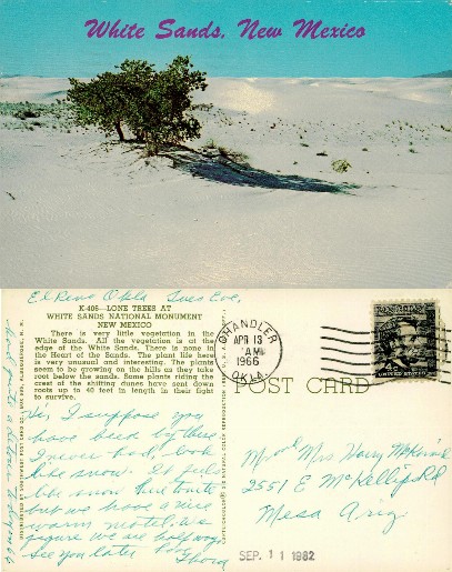 Lone Tree in White Sands Desert