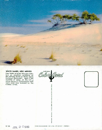 White Sand Dunes with Trees and Grass