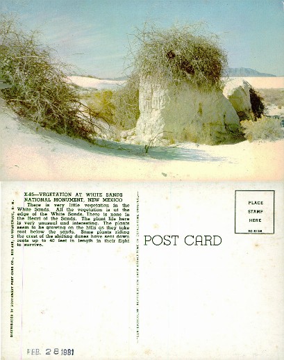 Vegetation at White Sands Dunes