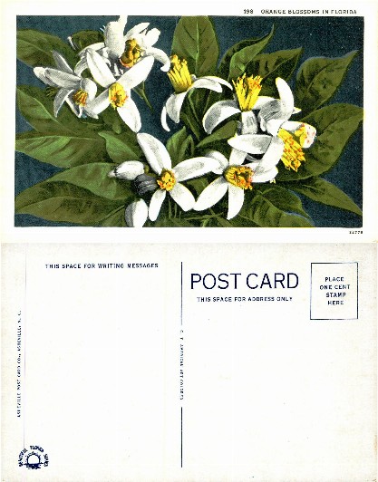 Orange Blossoms