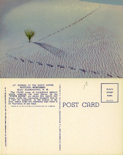 White Sands ripples, plant & tracks