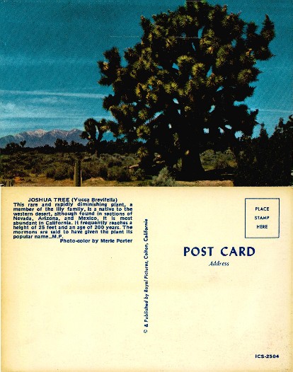 Joshua Tree in Desert Landscape