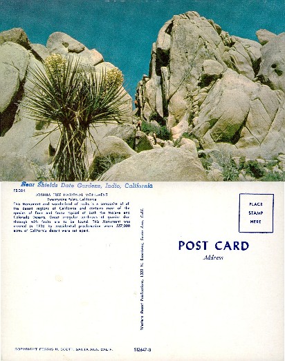 Desert Rocks and Joshua Tree