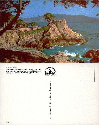 Midway Point, Monterey Cypress