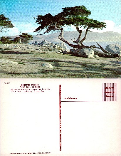 Monterey Cypress, Pebble Beach
