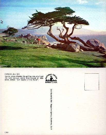 Lone Cypress Tree on Rocky Coast