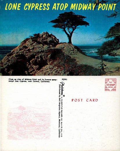 Lone Cypress at Midway Point