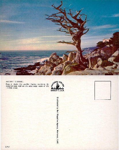 Lone Cypress on Rocky Coastline