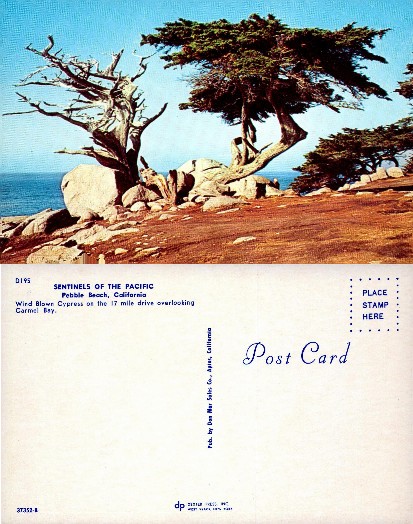 Wind Blown Cypress Trees Coast