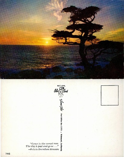 Coastal Sunset with Silhouette Tree