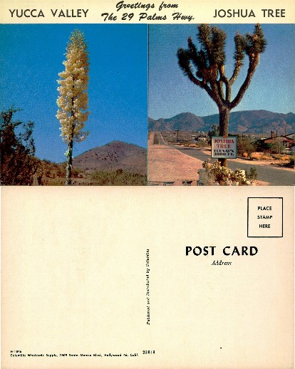 Desert Plants & Roadside Highway View