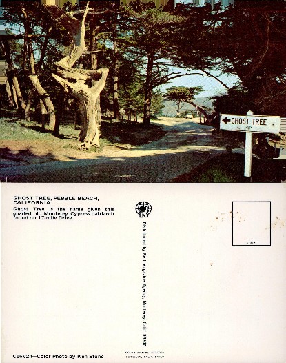 Gnarled Ghost Tree on Scenic Drive