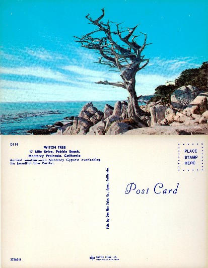 Witch Tree, Monterey Cypress