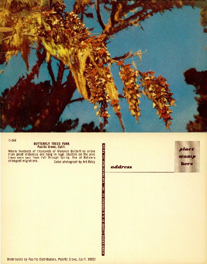 Monarch Butterflies on Pine Trees