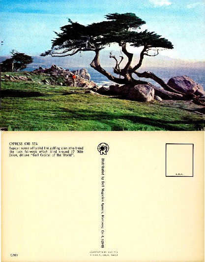 Cypress Tree on Coastal Golf Course