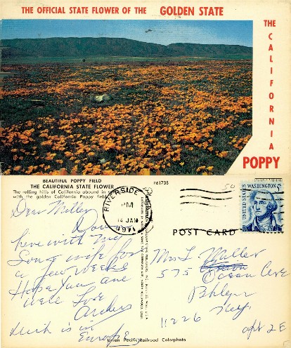 California Poppy Field Hills