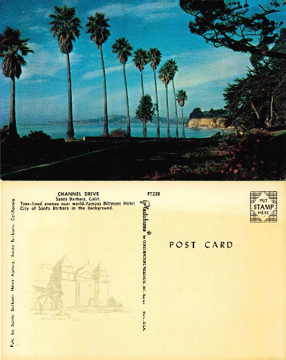 Palm Trees along Coastal Drive