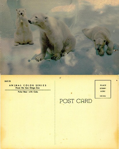 Polar Bear with Cubs in Zoo Enclosure