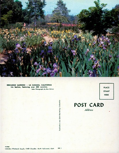 Descanso Gardens Iris Section