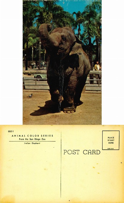 Indian Elephant at San Diego Zoo