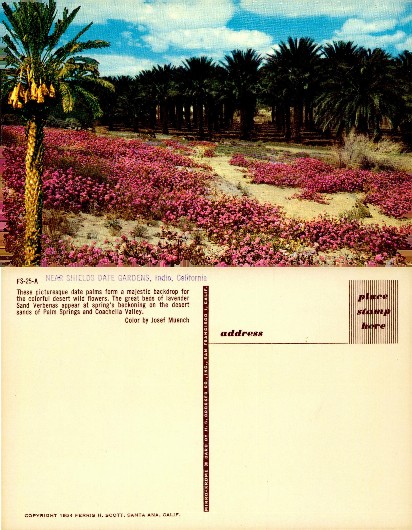 Date Garden and Desert Wildflowers