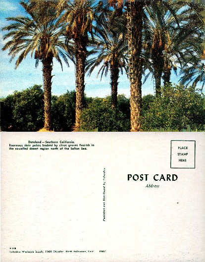 Date Palms and Citrus Grove