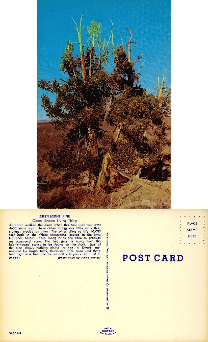 Bristlecone Pine Tree