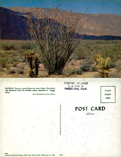Ocotillo Plant in Desert Landscape