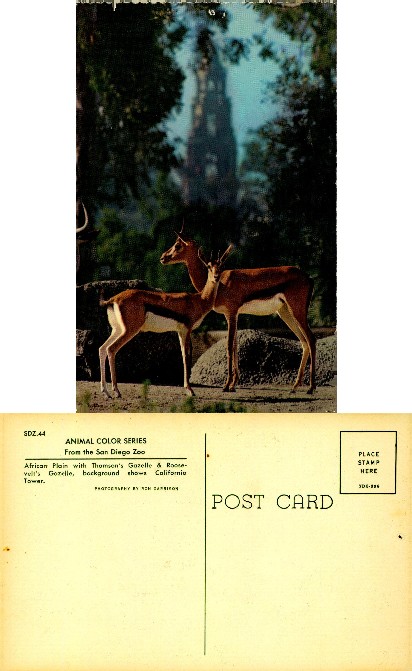 Gazelles with California Tower