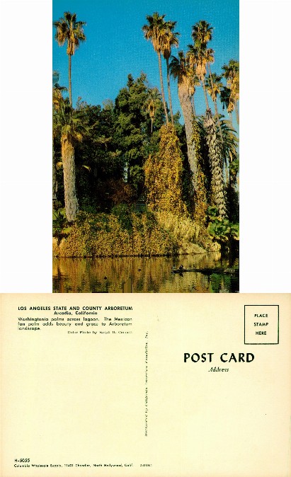 Palm Trees and Lagoon at Arboretum