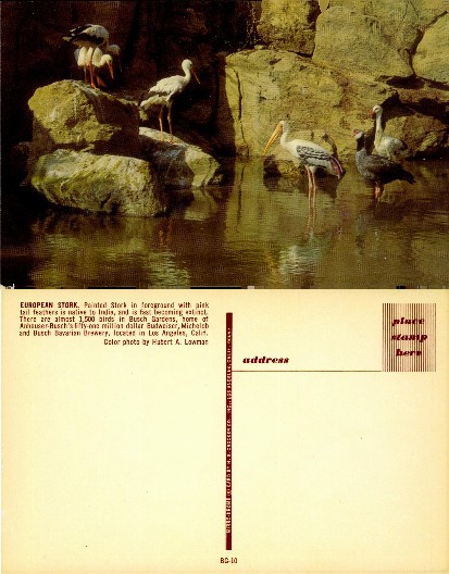 Birds and Storks in Busch Gardens